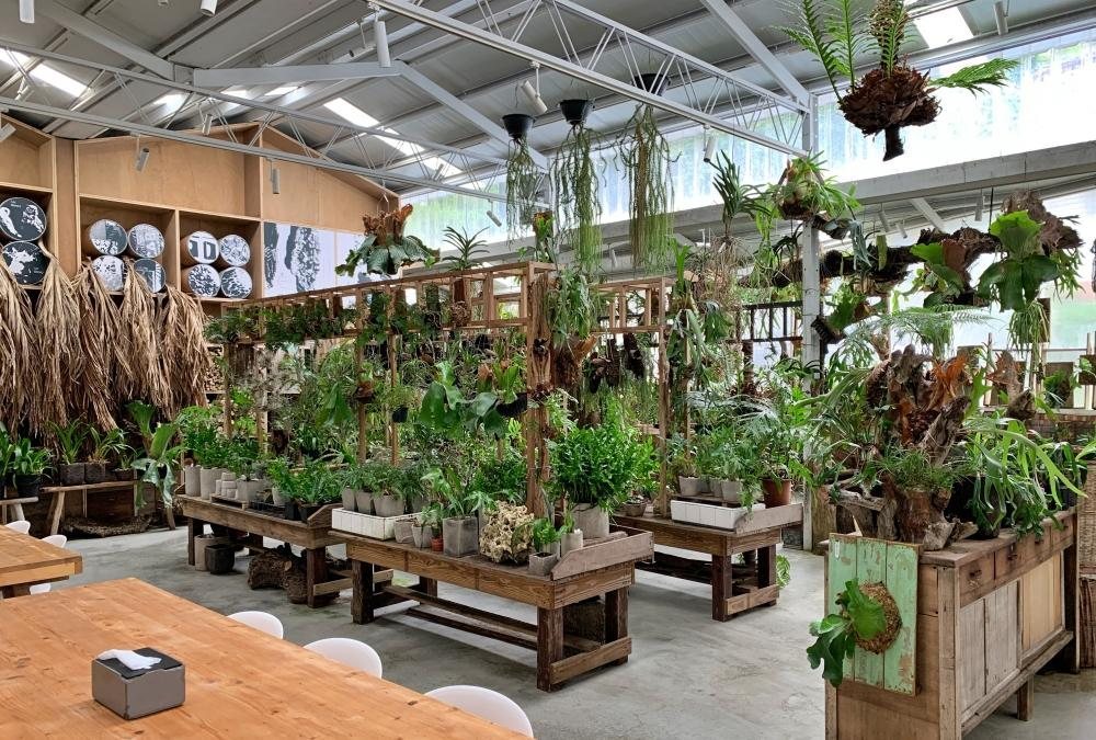 空氣圖書館 鹿角蕨與蕨類植栽桌、以植物作為藏書的綠意陳列實拍