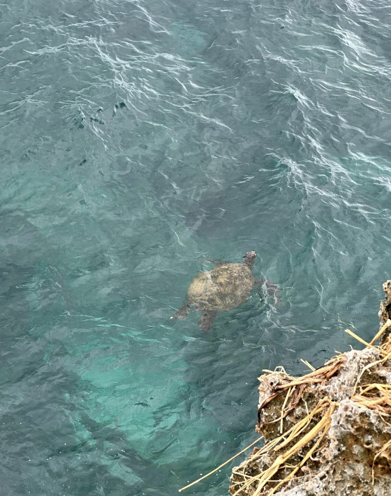 小山看海藝文園區 崖邊清澈海水中悠游的海龜
